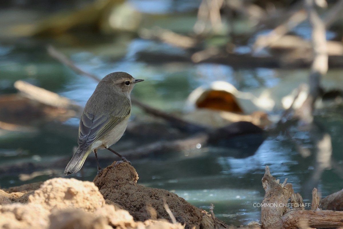 Common Chiffchaff - ML646830567