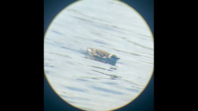 Common Murre - ML646830569