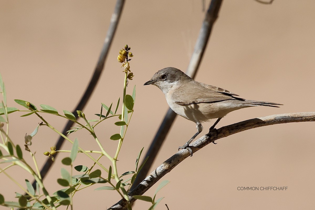 Fauvette babillarde - ML646830571