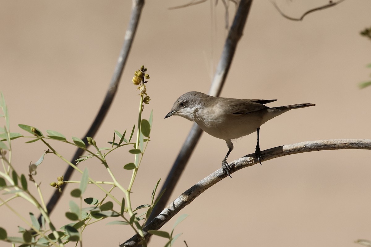 Lesser Whitethroat - ML646830572