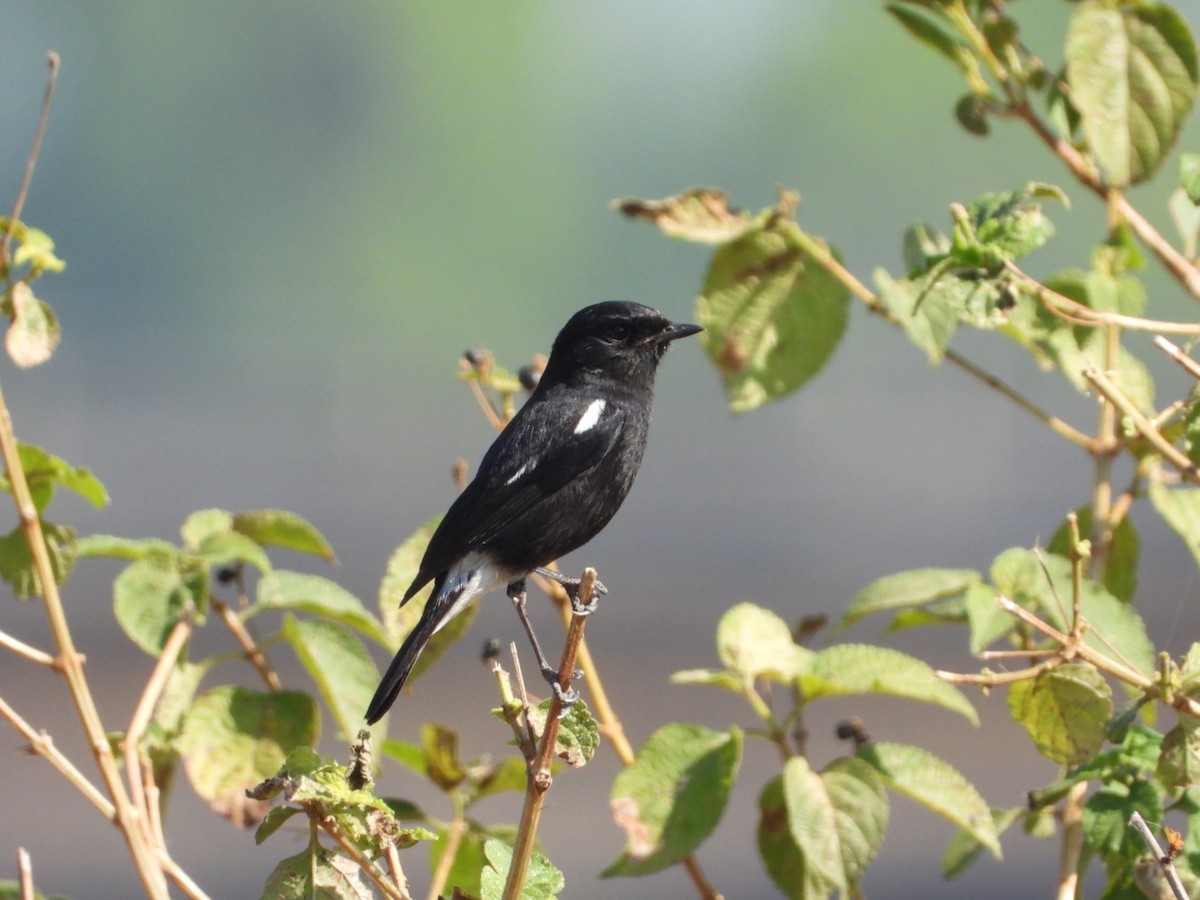 Kara Taşkuşu - ML646830573