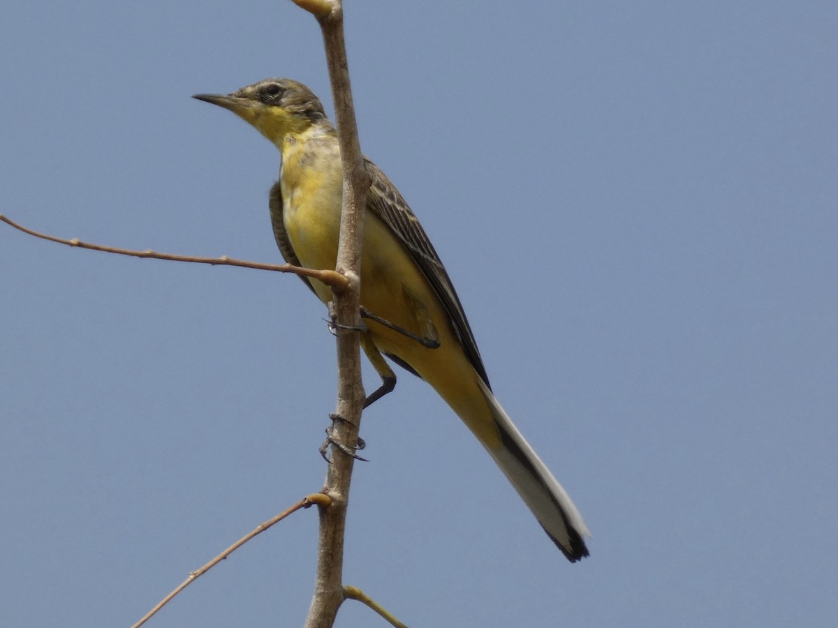 Bergeronnette printanière - ML646830575