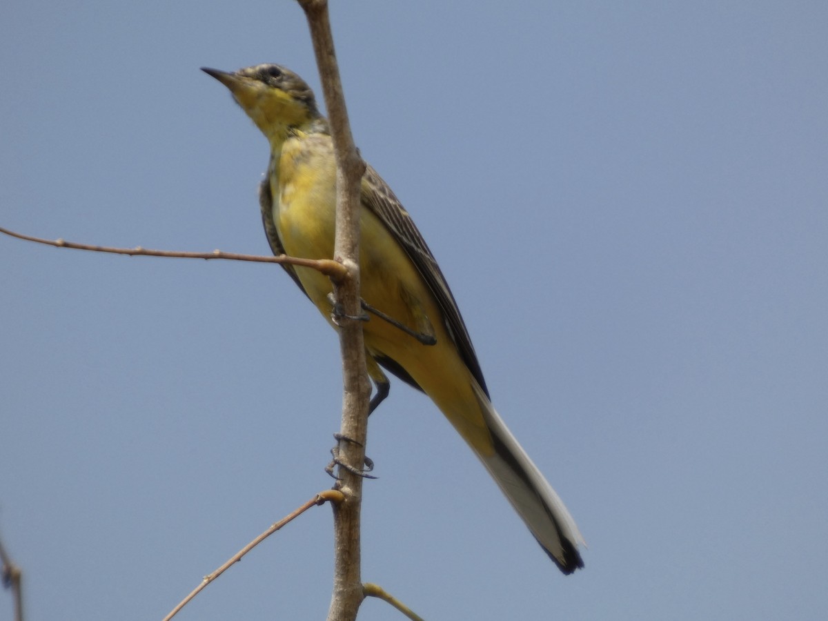 Western Yellow Wagtail - ML646830576