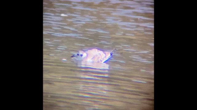 Bonaparte's Gull - ML646830577