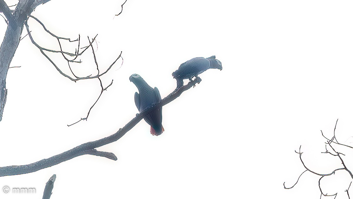 Perroquet jaco - ML646830578