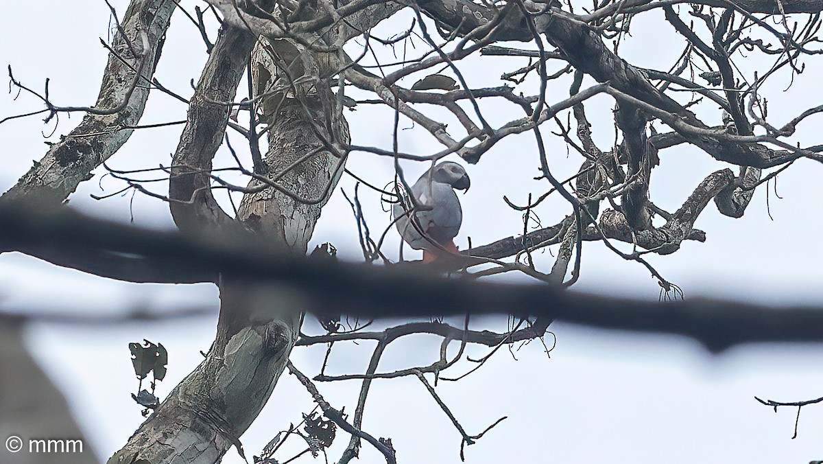 Perroquet jaco - ML646830579