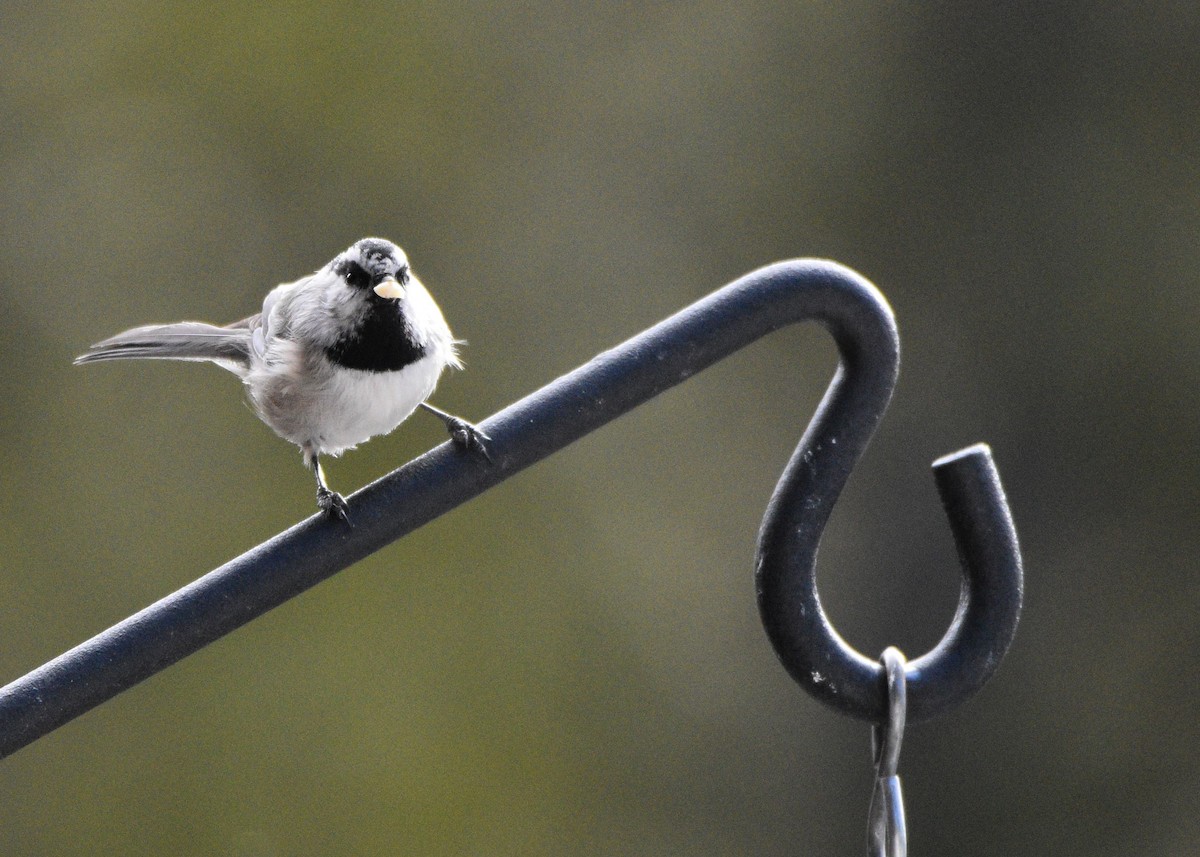 Mésange de Gambel - ML646830580