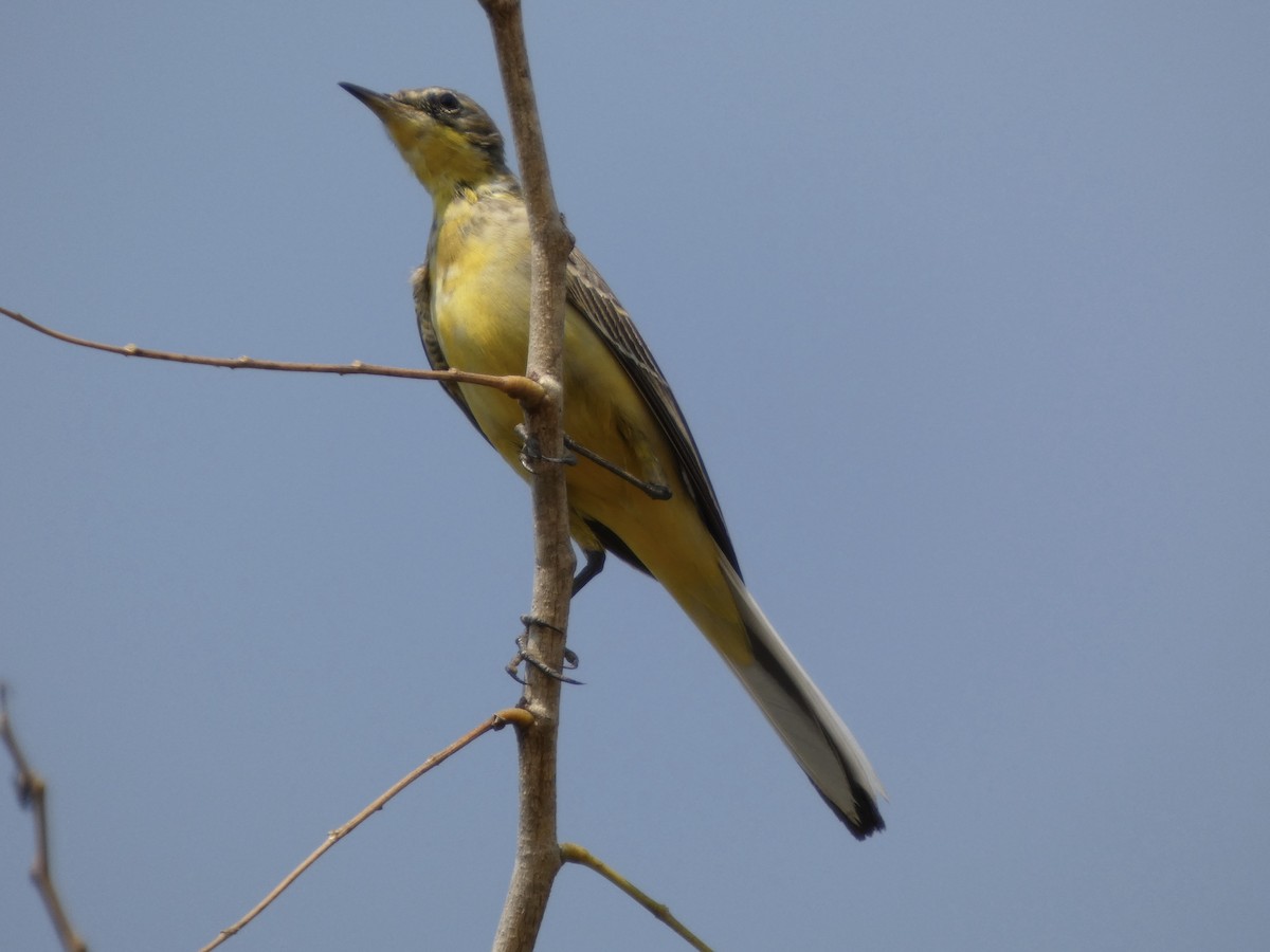 Western Yellow Wagtail - ML646830581