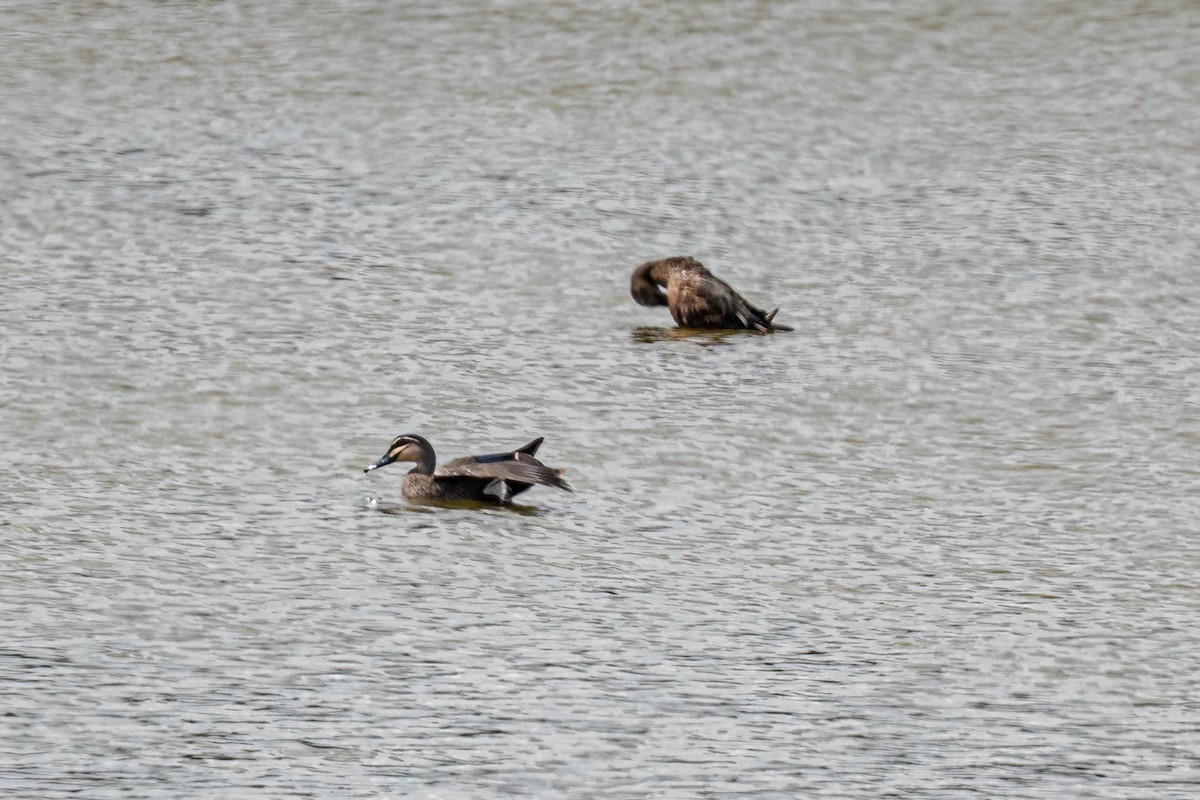 Canard à sourcils - ML646830582