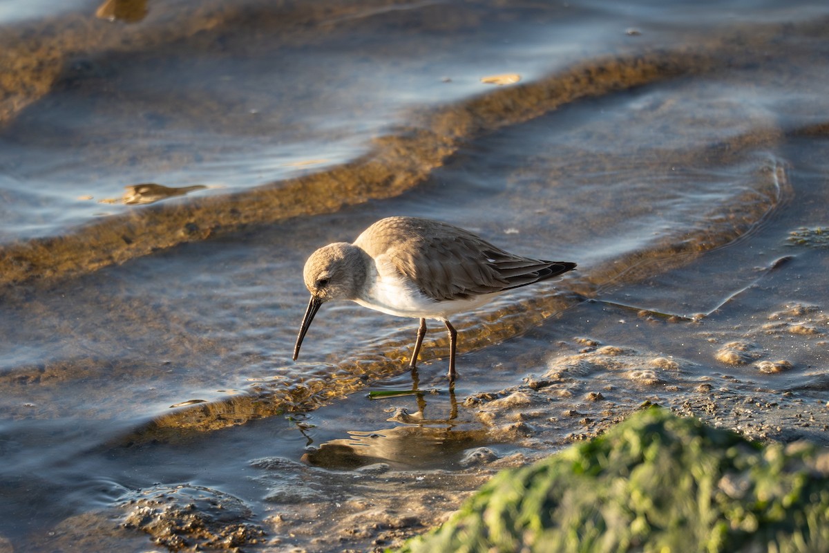 Dunlin - ML646830583