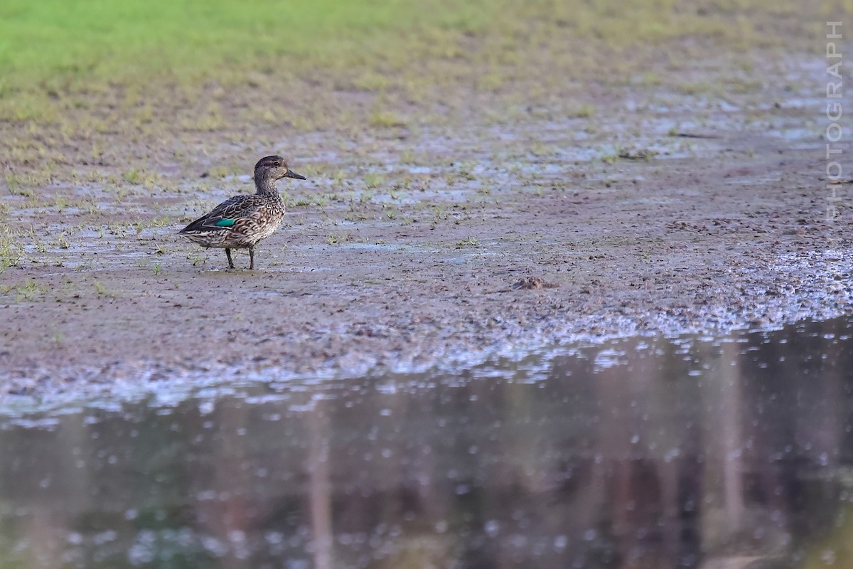 Green-winged Teal - ML646830584