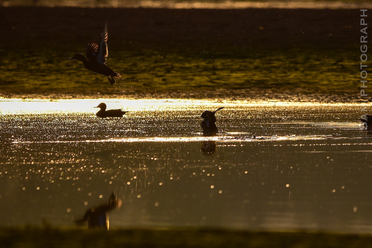 Green-winged Teal - ML646830585