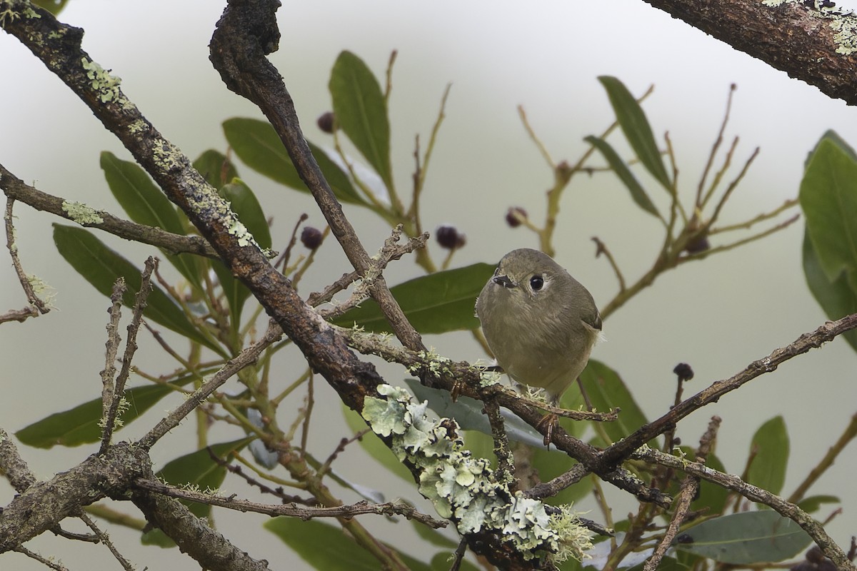 Rubingoldhähnchen - ML646830586