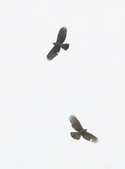 Oriental Honey-buzzard - ML646830587