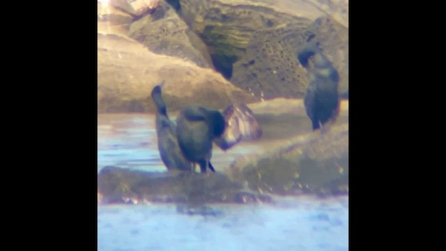 Brandt's Cormorant - ML646830588