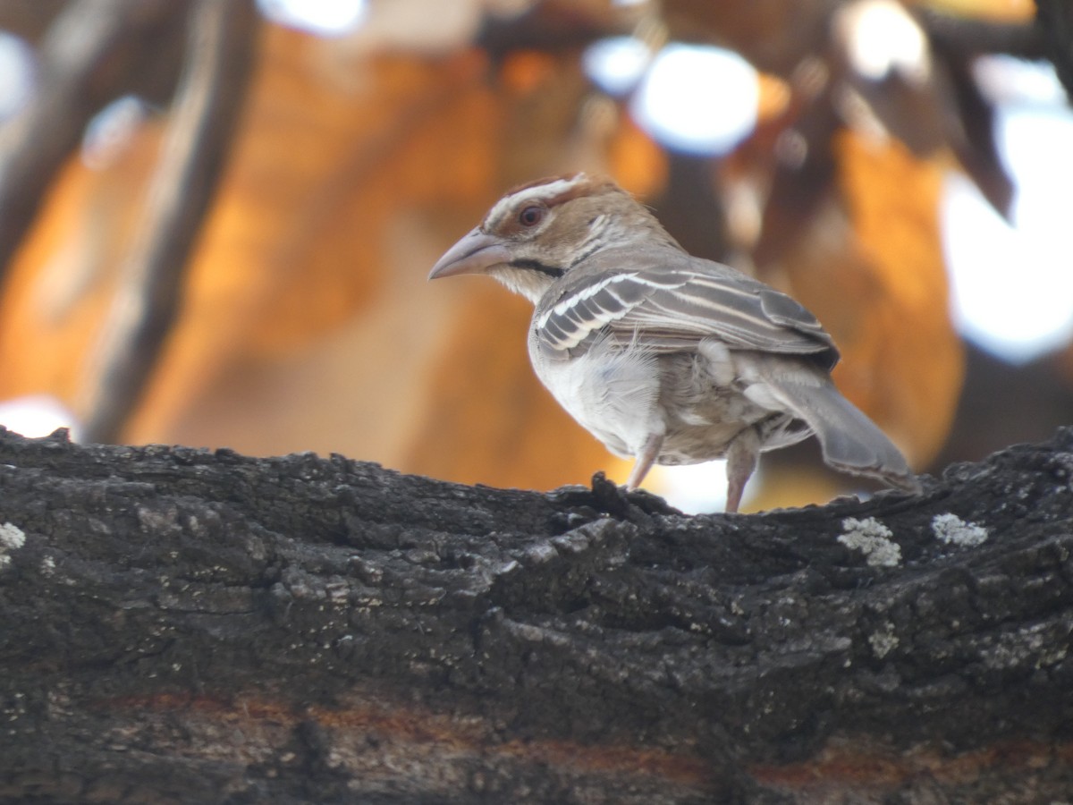 Mahali à calotte marron - ML646830589