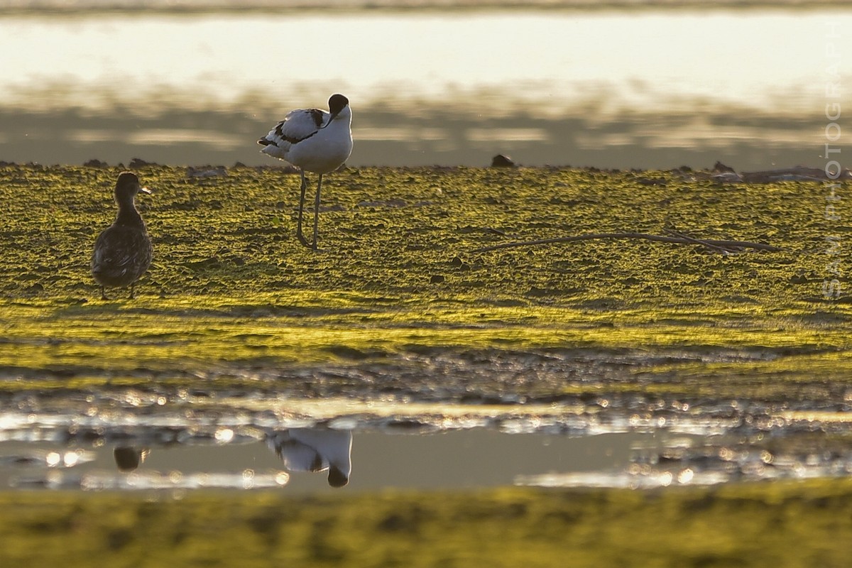 Pied Avocet - ML646830590