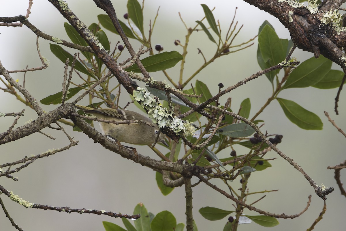 Rubingoldhähnchen - ML646830591