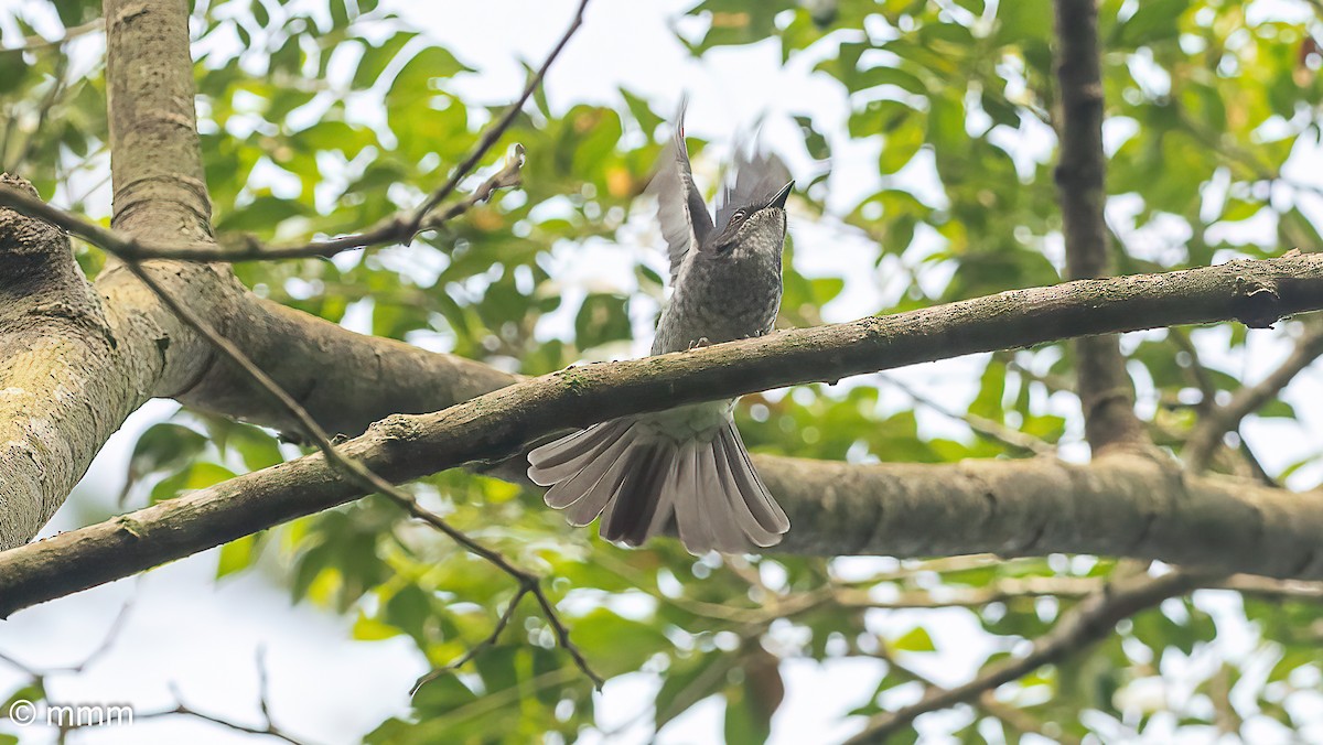 Gobemouche forestier (prosphora/kelsalli) - ML646830592