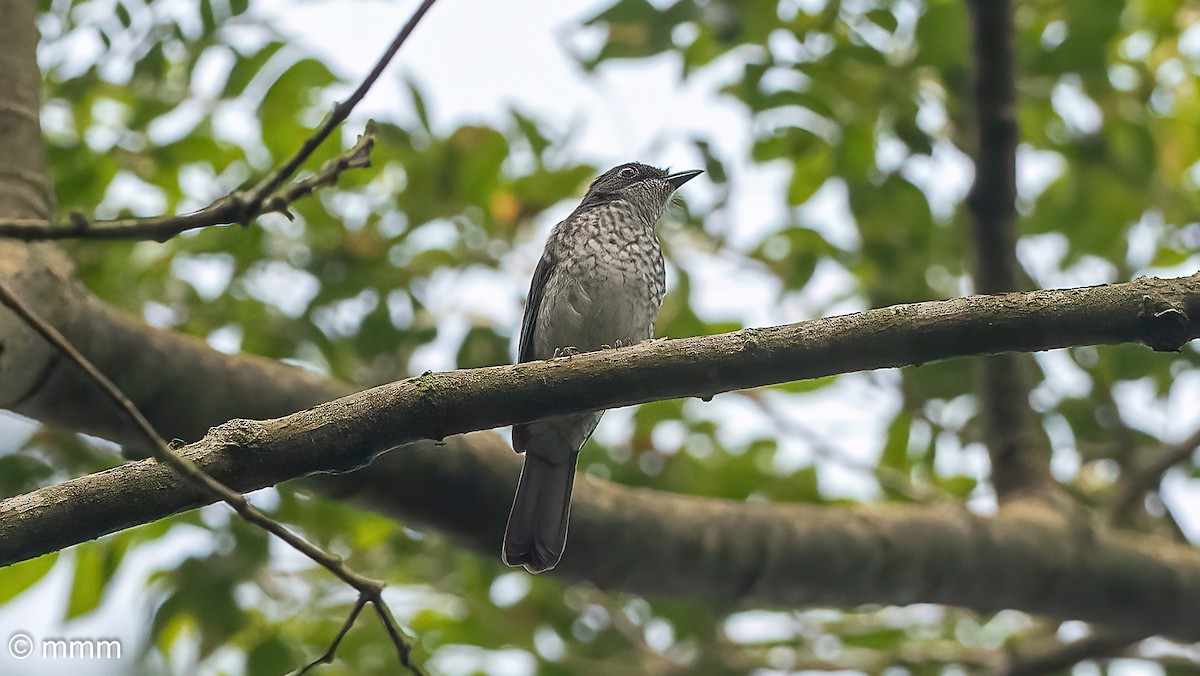 Gobemouche forestier (prosphora/kelsalli) - ML646830593