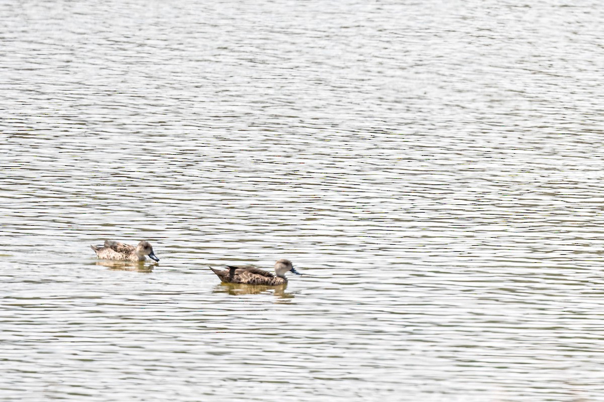 Sarcelle australasienne - ML646830594