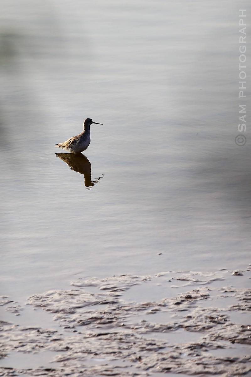 Spotted Redshank - ML646830595
