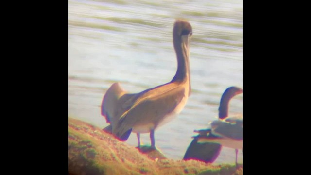 Brown Pelican - ML646830596