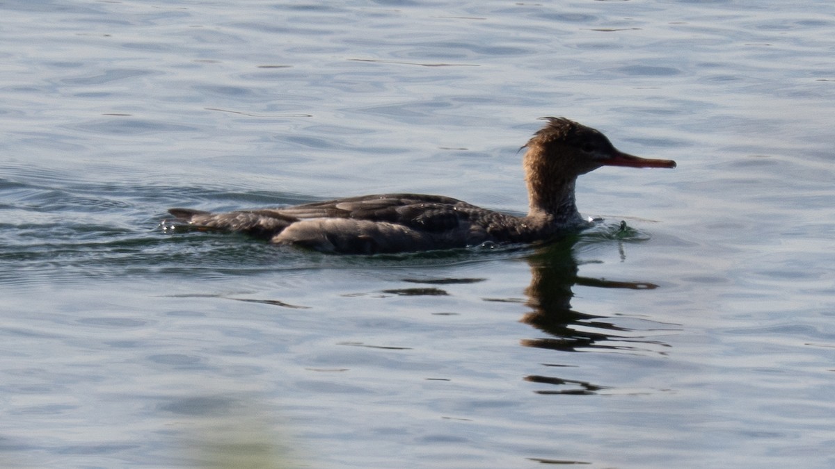 Red-breasted Merganser - ML646830597