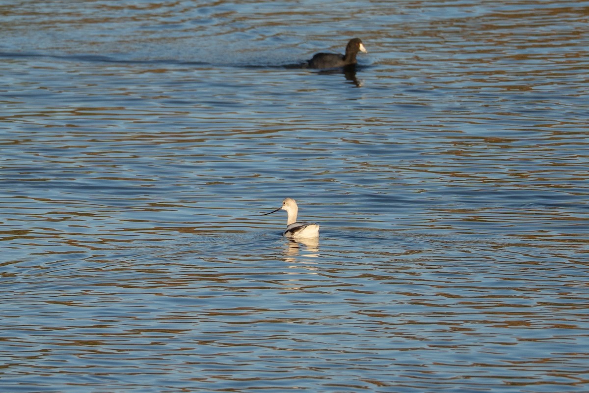 American Avocet - ML646830598