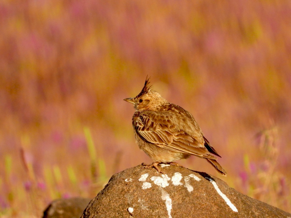 Cochevis de Malabar - ML646830599