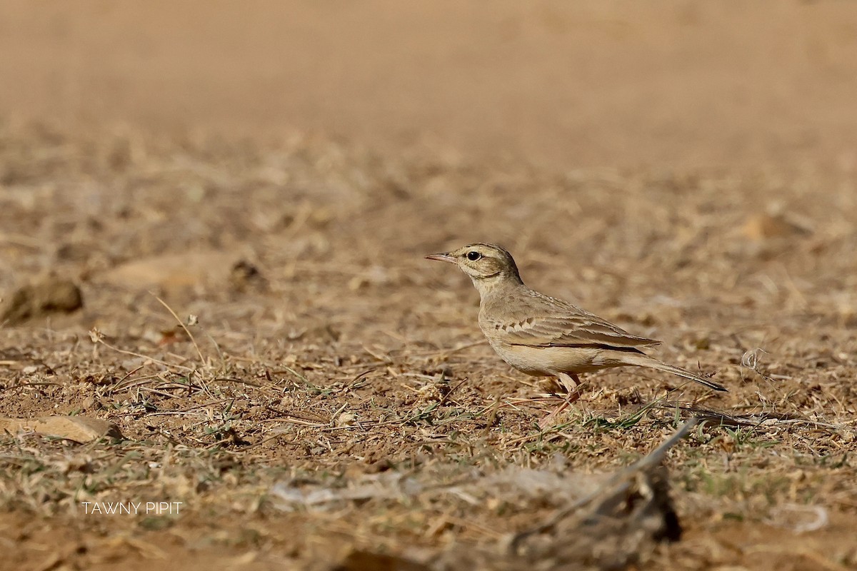 Pipit rousseline - ML646830600