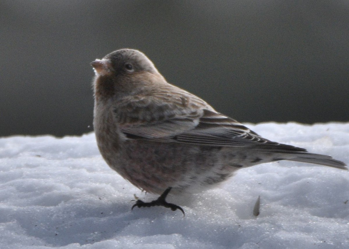 Brown-capped Rosy-Finch - ML646830601