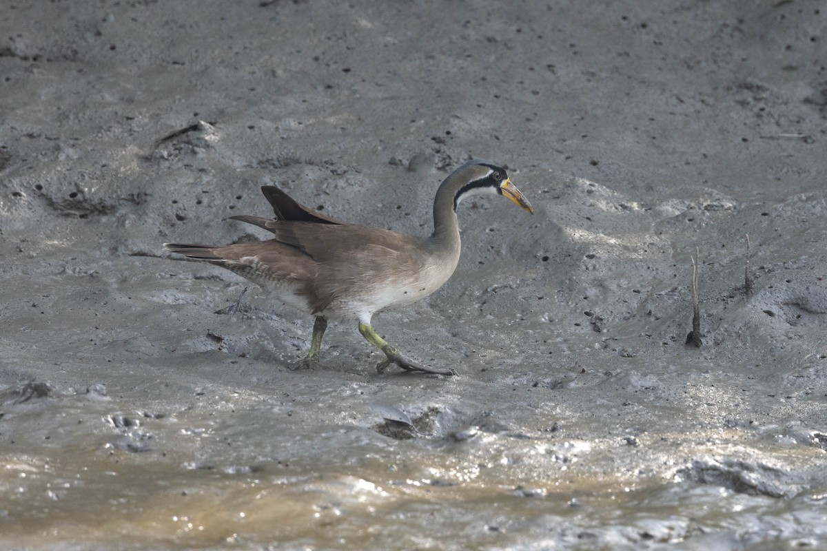 Masked Finfoot - ML646830602