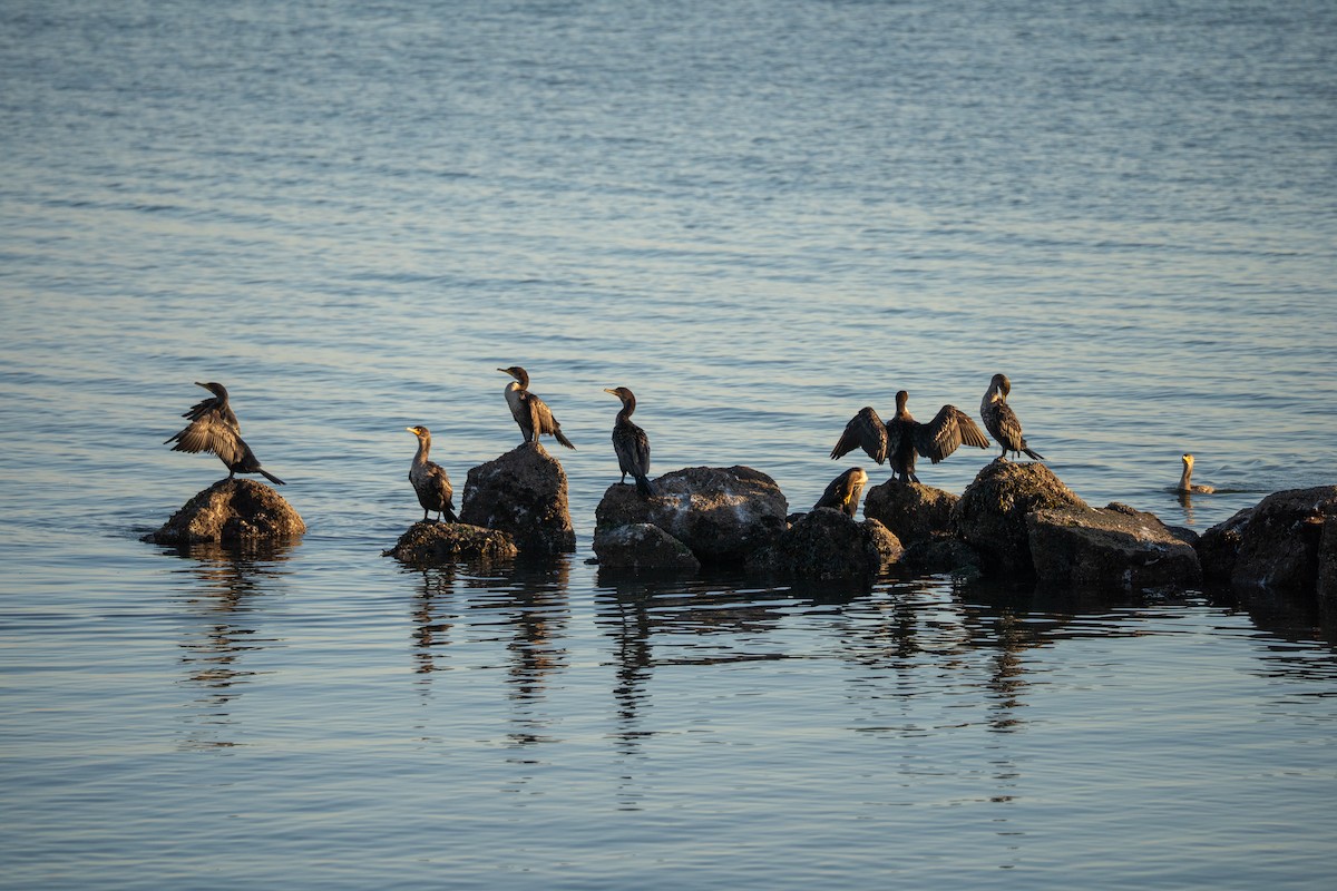 Double-crested Cormorant - ML646830603