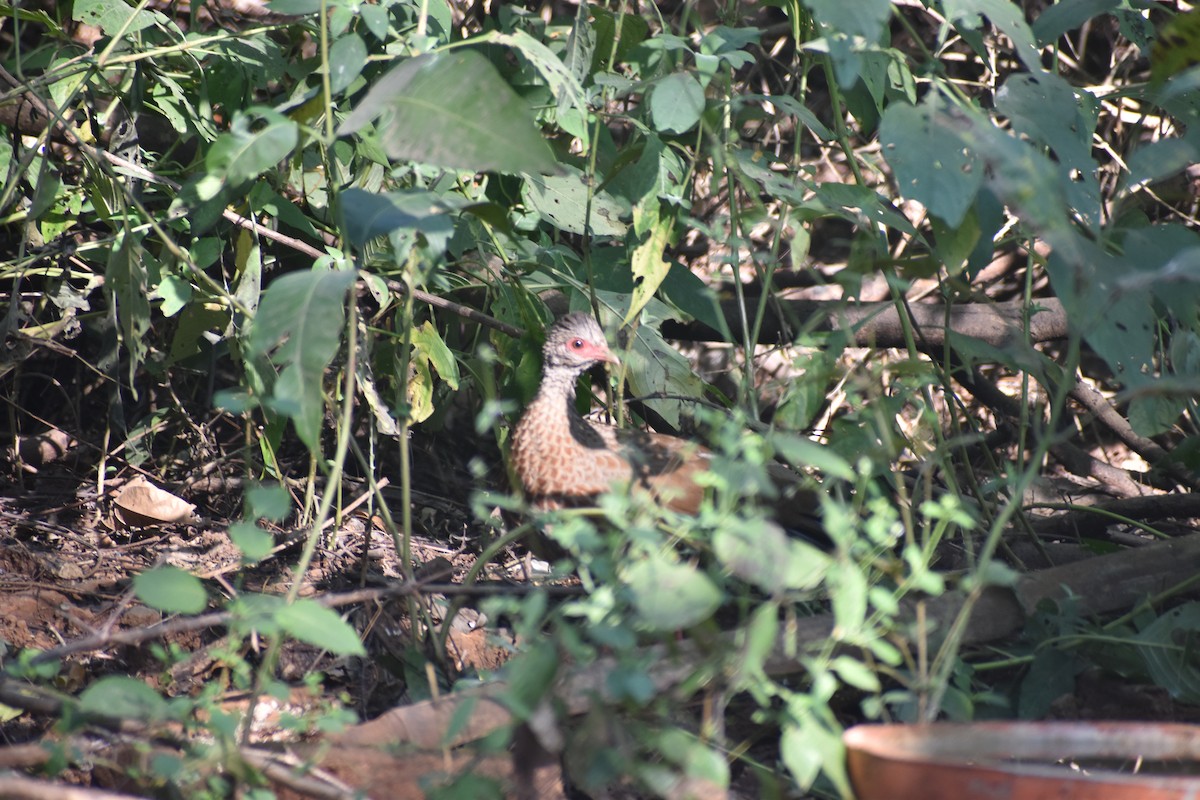 Red Spurfowl - ML646830604
