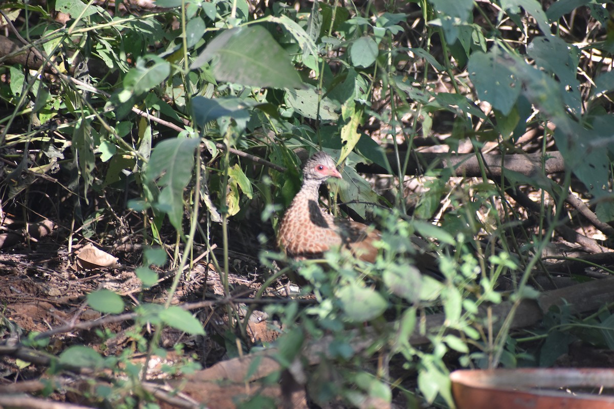 Red Spurfowl - ML646830605