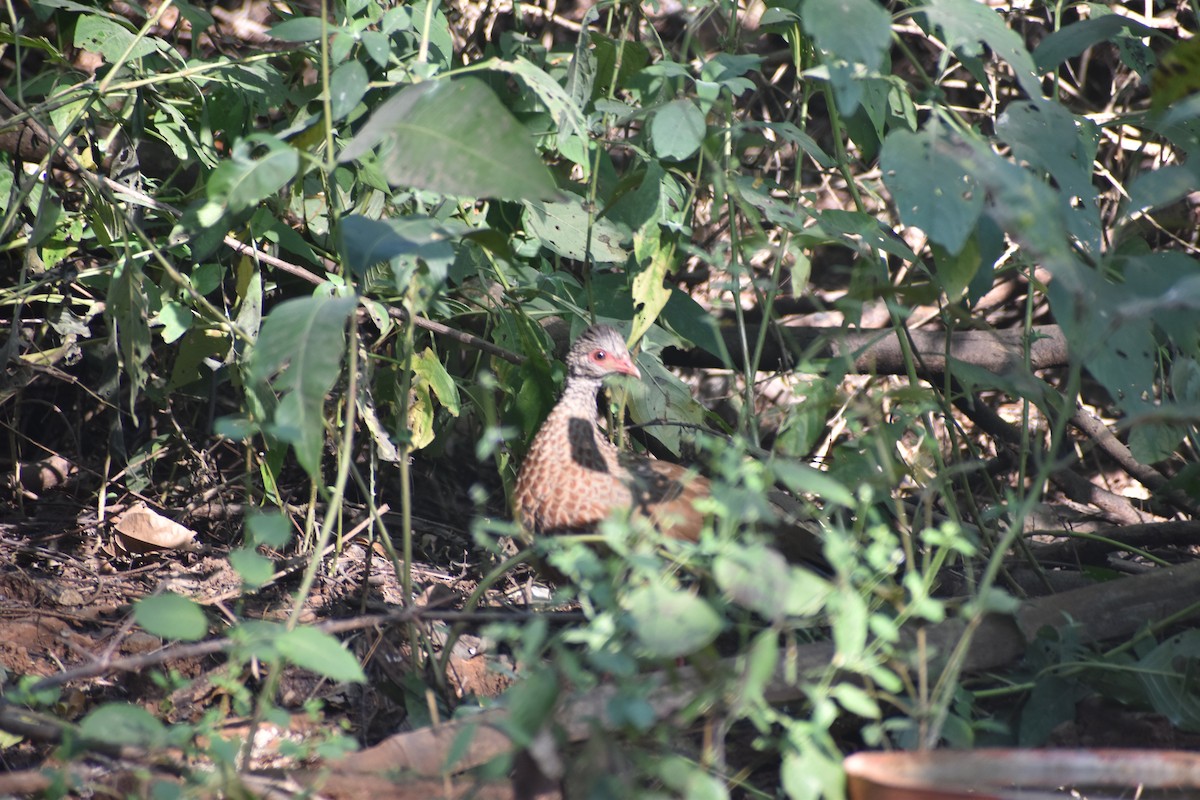 Galloperdrix rouge - ML646830606