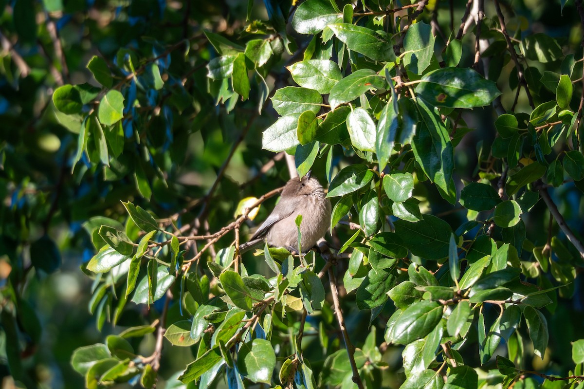 Mito Sastrecillo - ML646830607