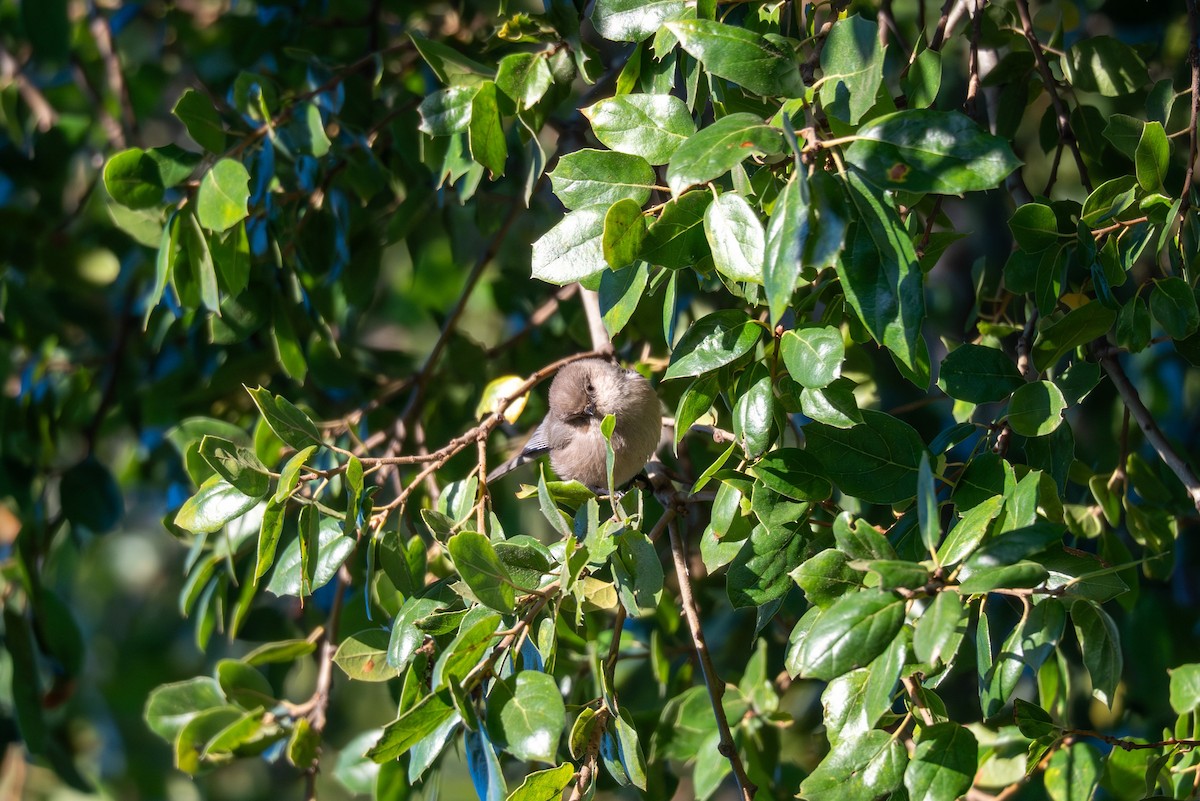 Mito Sastrecillo - ML646830608