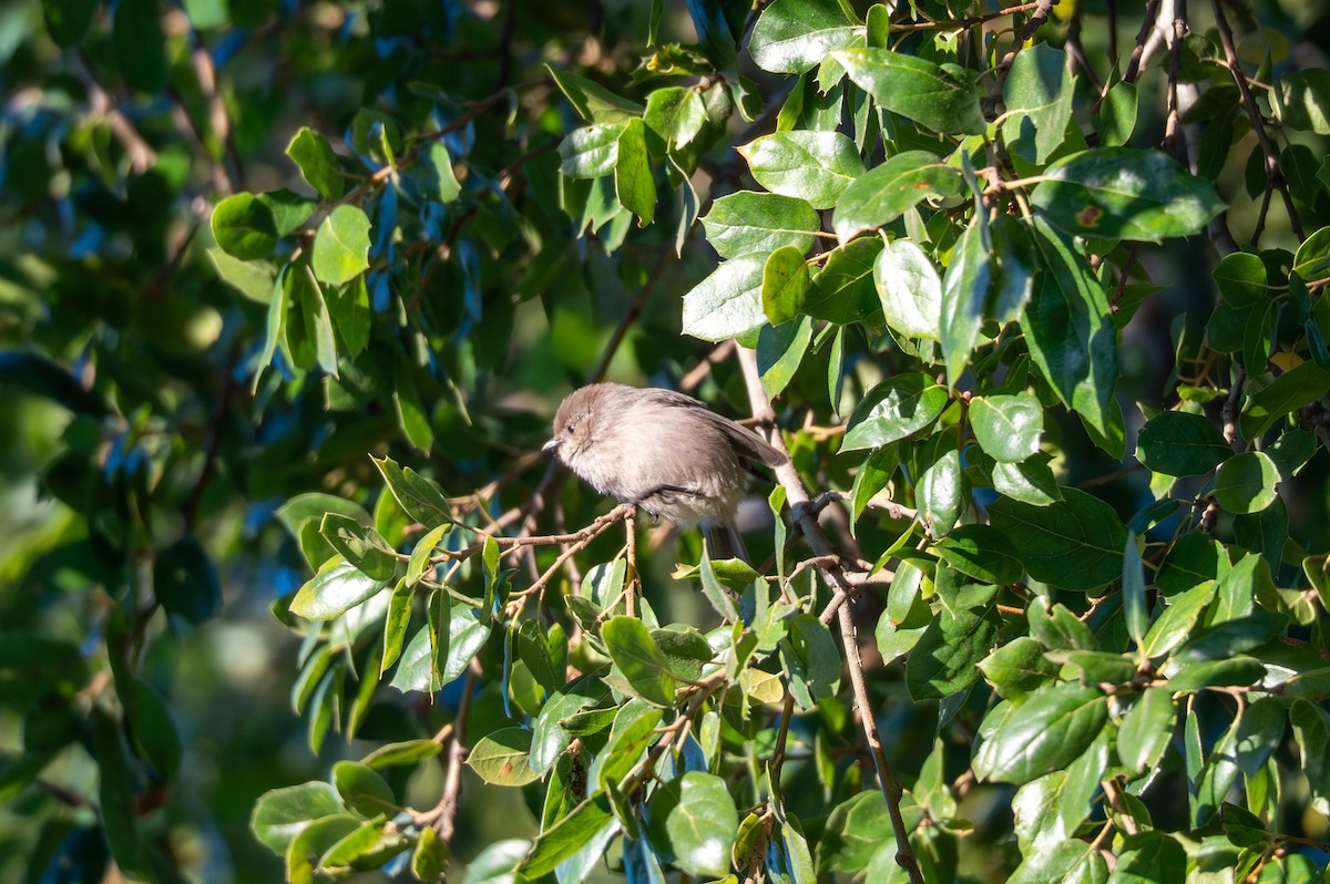 Mito Sastrecillo - ML646830609