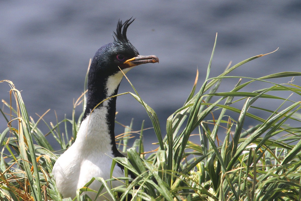 Cormorán de las Auckland - ML64683061