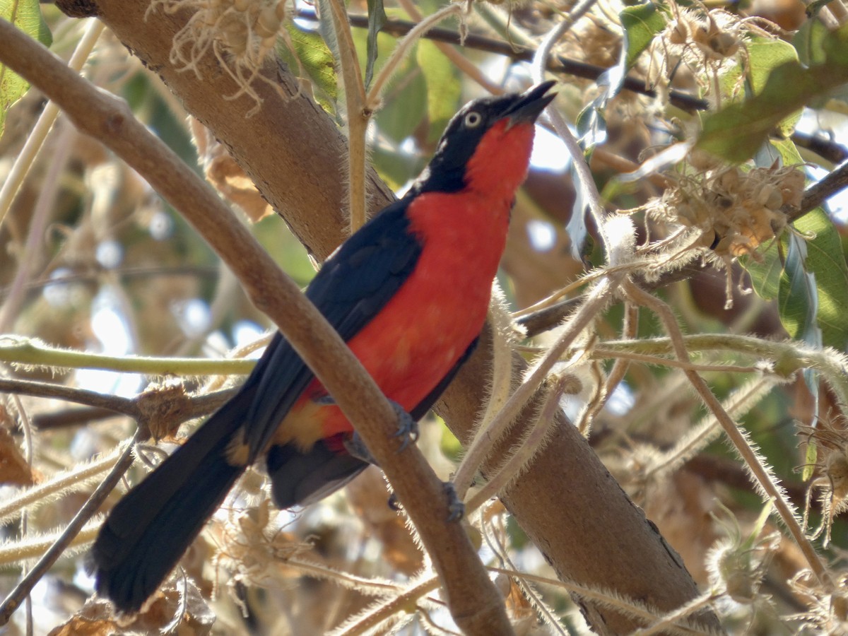 アカクロヤブモズ - ML646830610