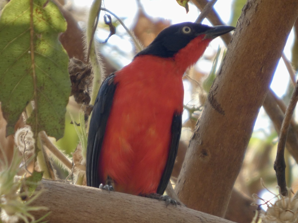 アカクロヤブモズ - ML646830611