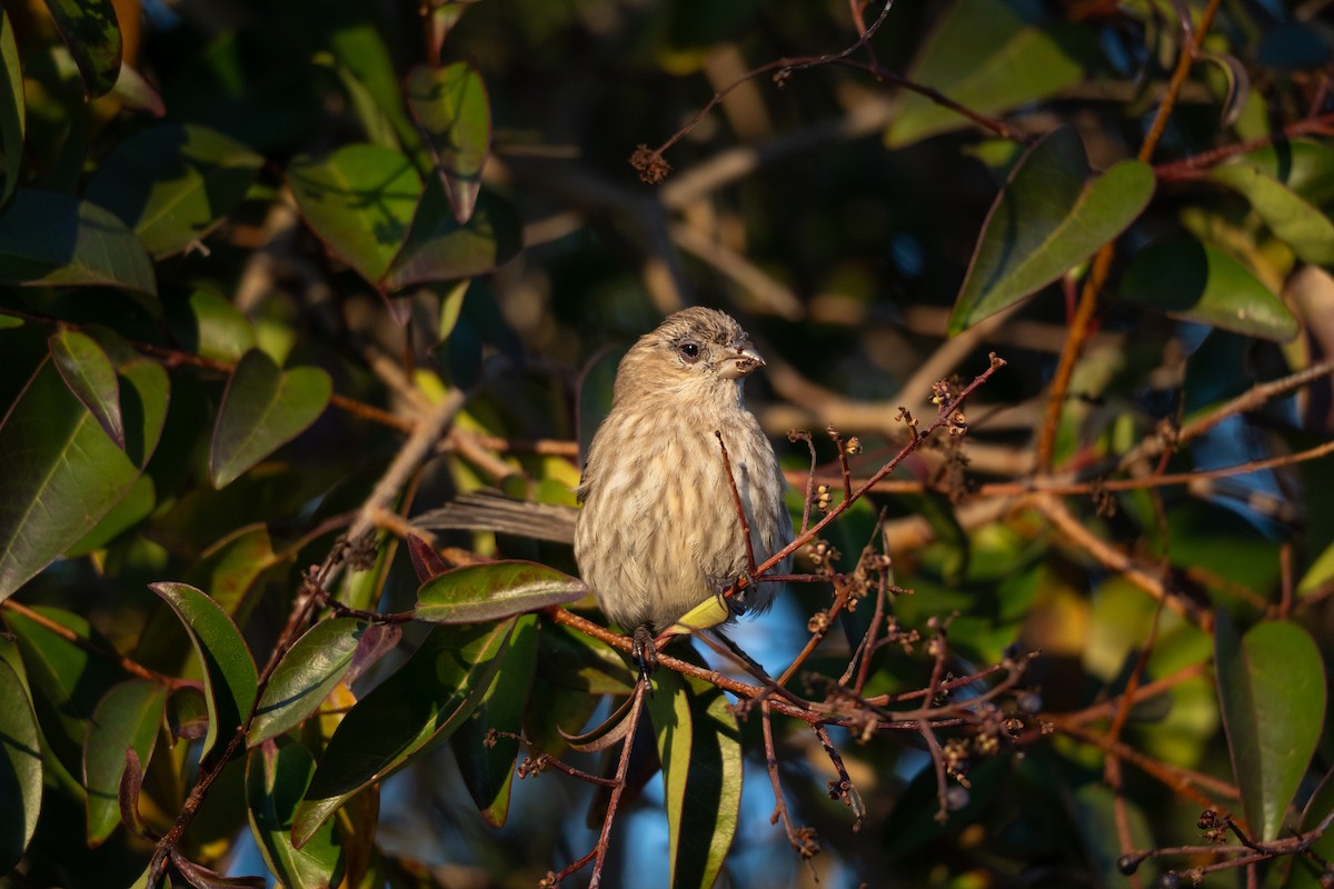 House Finch - ML646830612