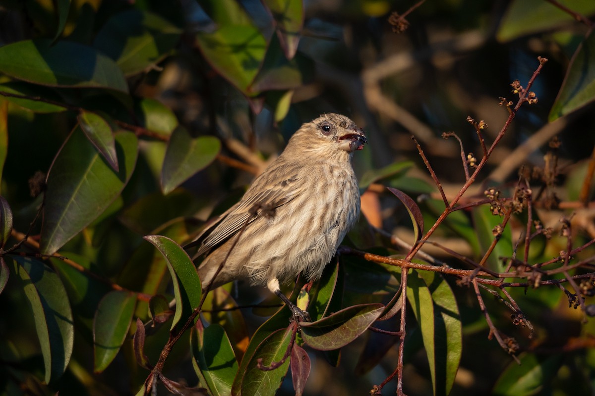 House Finch - ML646830613