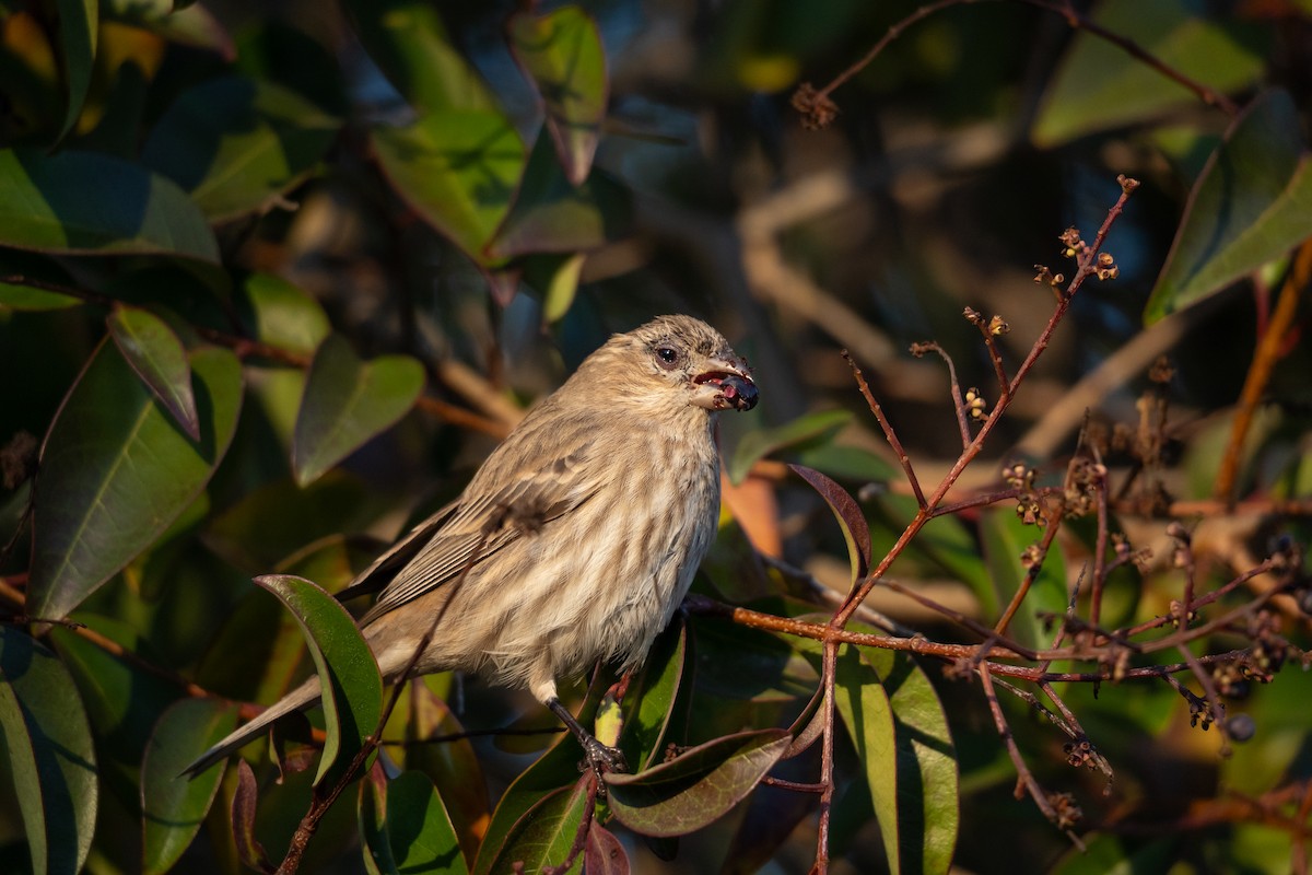 House Finch - ML646830614