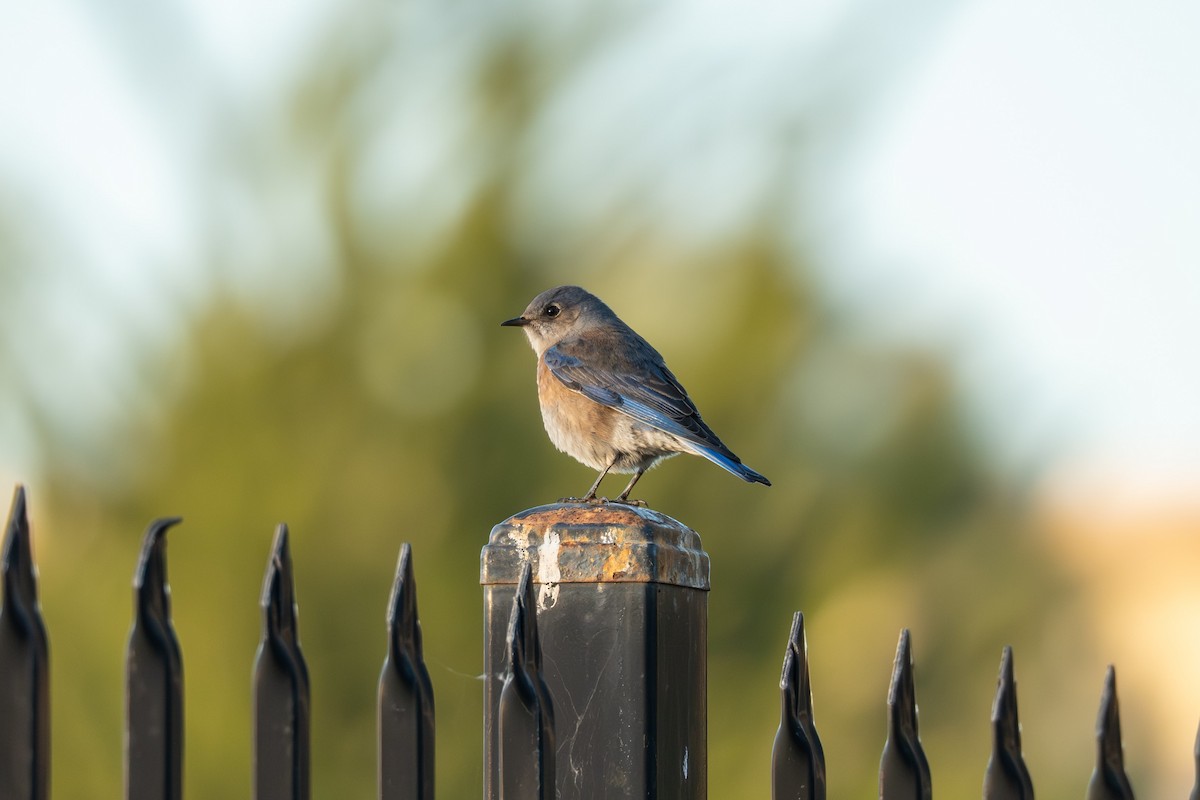 Western Bluebird - ML646830616