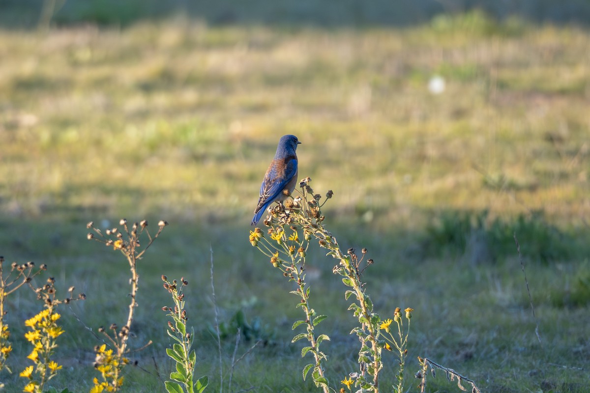 Western Bluebird - ML646830617