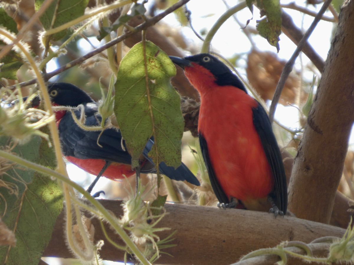 アカクロヤブモズ - ML646830618