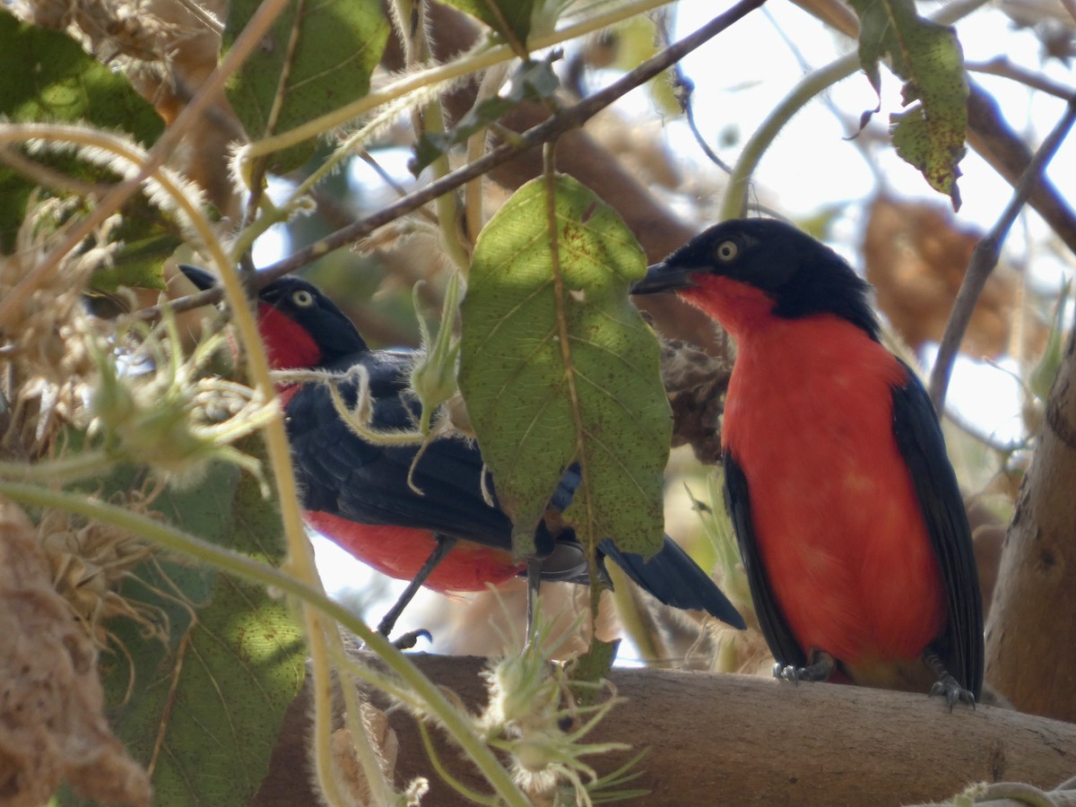 アカクロヤブモズ - ML646830619